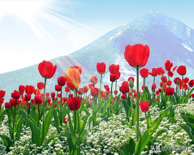 各色郁金香的花语_不同颜色郁金香的花名