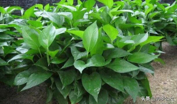 不需要阳光又好养的花_完全不需要阳光的花