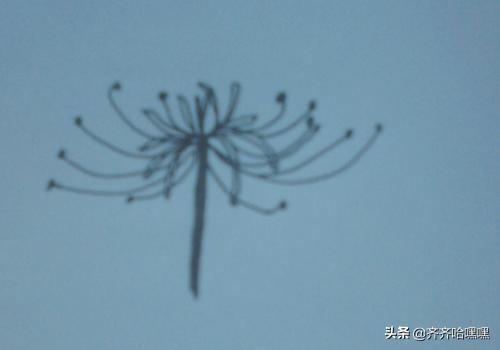 彼岸花简笔画_彼岸花简笔画简单又好看