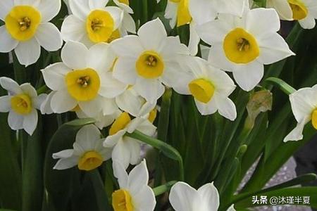 花的花语大全和图片_花的花语和象征意义及图片