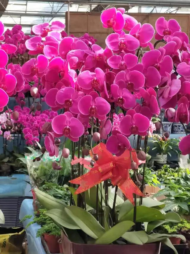 天津市在哪里能买到鲜花_天津哪里买鲜花便宜