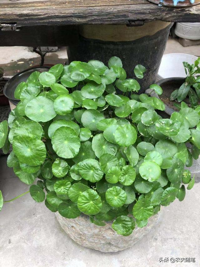铜钱草怎么养土培_铜钱草怎么养土培的花盆