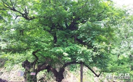 南方常绿乔木种类_南方五种常见常绿乔木