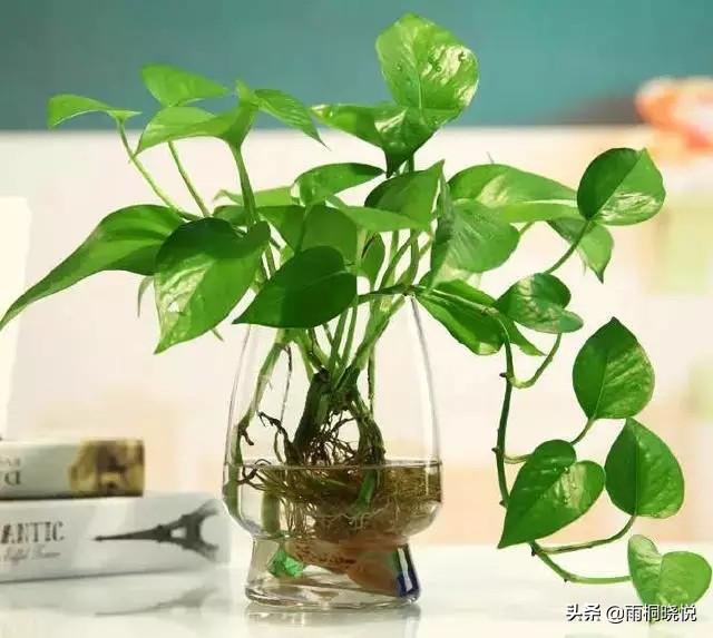 12种懒人花（12种懒人花图片大全）