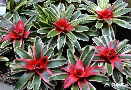 彩叶凤梨盆种植方法_彩叶凤梨开花后怎么处理