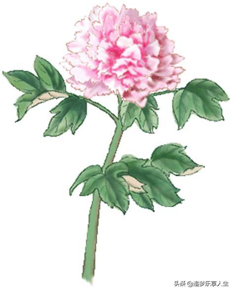 中国十大名花图片大全