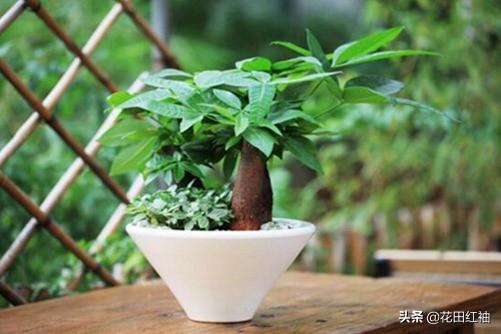 发财树好养吗（大象腿发财树好养吗）