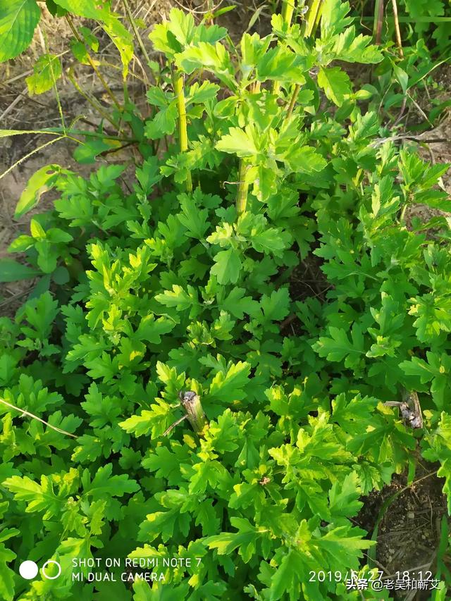 艾草长什么样子_艾草长什么样子图片