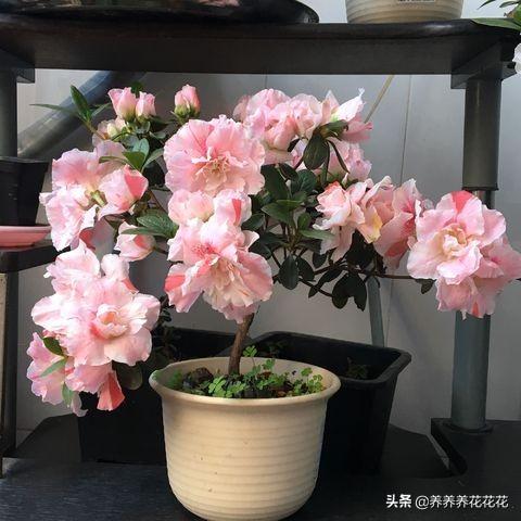 杜鹃花用什么盆养最好_杜鹃花用什么盆养最好看