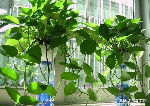 绿萝水养怎么施肥_绿萝用水怎样养才能长得漂亮