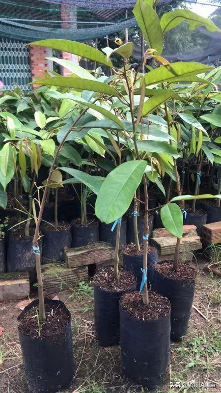 榴莲树苗图片大全_猫山王榴莲树苗图片