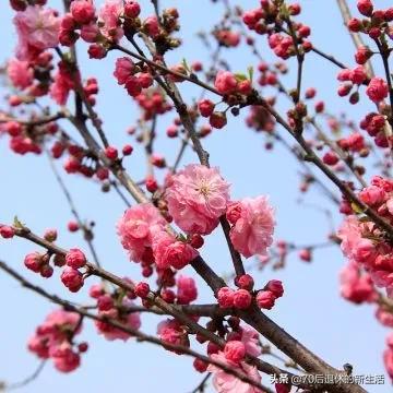 20年的腊梅树多少钱_腊梅20年能长多粗