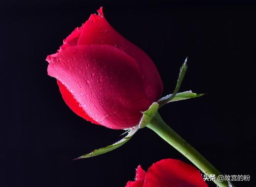 收到的花束怎么养_花束收到后怎么处理