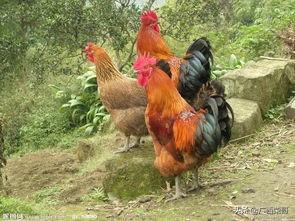 构树叶喂鸡的功效与作用_构树叶喂鸡的功效与作用是什么