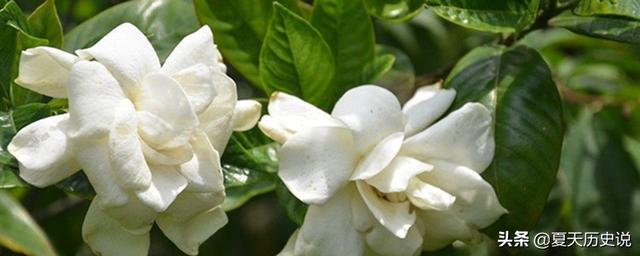 栀子花放在卧室好不好_栀子花放卧室对身体有害吗