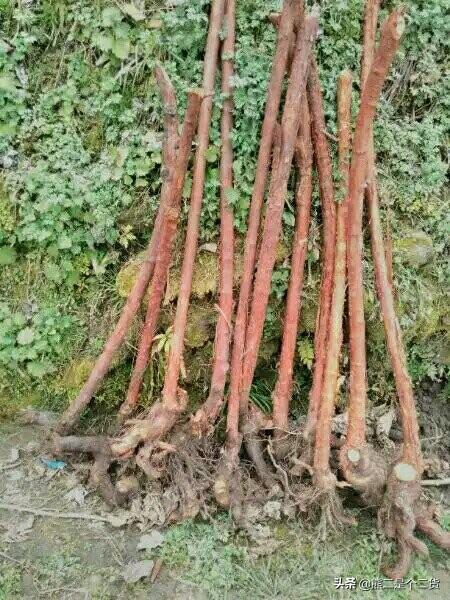 月季树嫁接砧木_月季树的嫁接