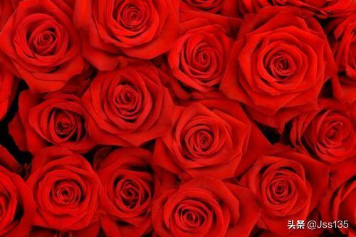 玫瑰纯露的功效与作用_半亩花田玫瑰纯露的功效与作用