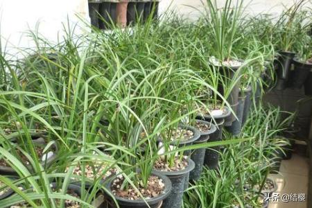 兰花怎么浇水好_兰花怎么浇水最科学