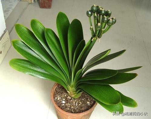 君子兰翻盆最佳时间_君子兰怎么翻盘啊什么时候翻盆