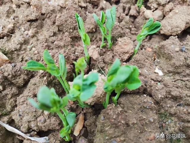 生长最快的蔬菜排行_生长最快的蔬菜是什么