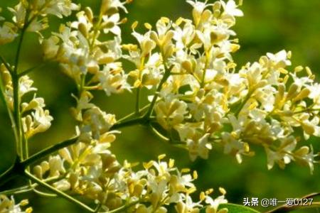 暴马丁香的形态特征_暴马丁香长什么样子