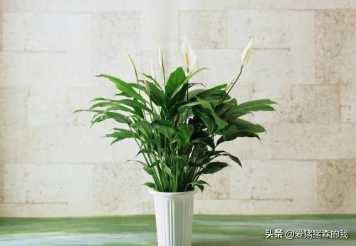 一帆风顺花的养护_一帆风顺花养护知识