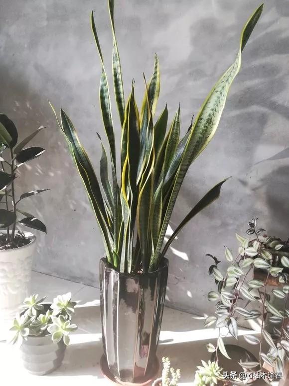 虎尾兰和虎皮兰_虎尾兰和虎皮兰是一种植物吗