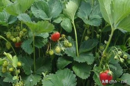 盆栽草莓种植技术与管理_盆栽草莓的养殖方法和注意事