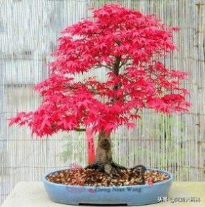 美国红枫盆景养殖方法_美国红枫如何养护