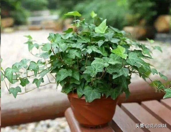 常春藤栽培养殖技术_常春藤栽培养殖技术要点