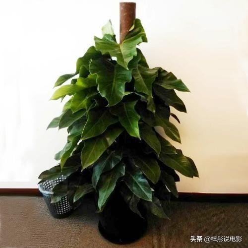 室内适合养的18种植物喜阴_适合室内养的喜阴植物有哪些