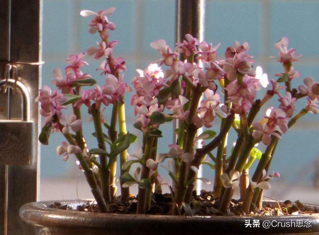 雅乐之舞叶子掉光了怎么办_雅乐之舞叶片掉光还能长吗