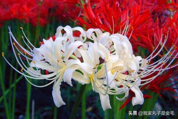 彼岸花的寓意及象征意义_彼岸花的寓意及象征意义图片