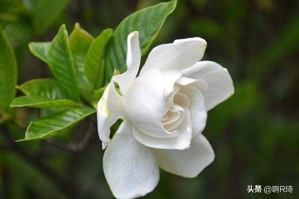 枙子花的养殖方法和注意事项