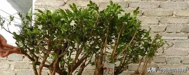 十大顶级黄杨品种(十大顶级黄杨品种图片)