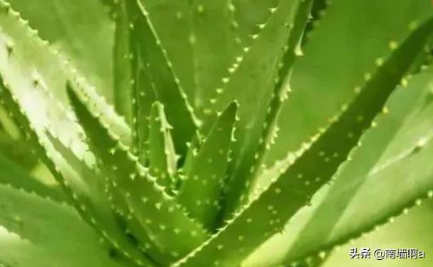 美容用的芦荟是哪一种_美容用芦荟是什么芦荟
