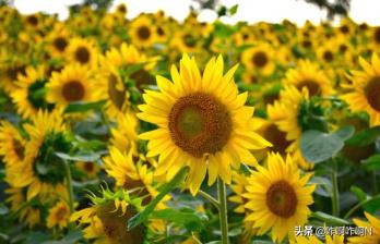 两只太阳花花语_两朵太阳花花语