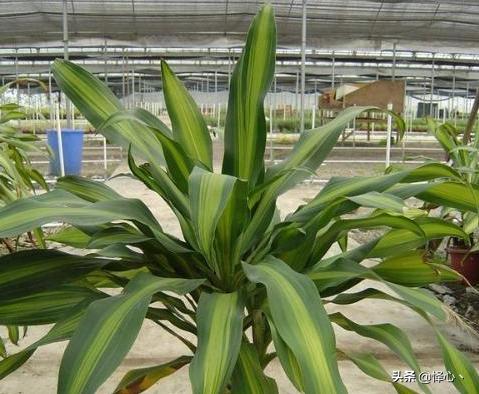 金心巴西铁树图片_金心巴西铁的寓意和象征意义