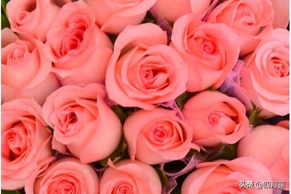粉色玫瑰颜色的含义_粉色玫瑰的寓意和花语