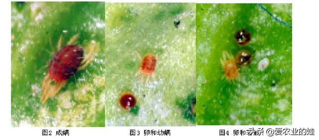 柑橘病虫害识别与防治_柑橘病虫害综合防治