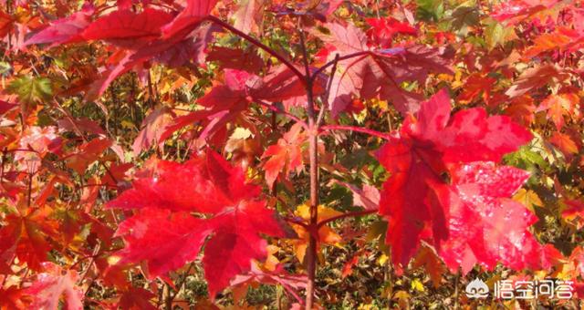 10公分美国红枫（13公分美国红枫）