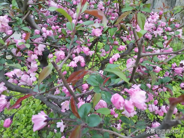 日本晚樱价格最新价格_日本晚樱价格20公分