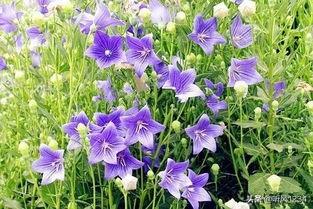 蝴蝶兰一天什么时候开花_蝴蝶兰一天中什么时候开