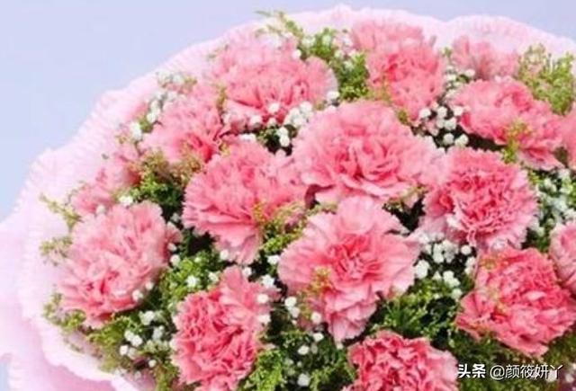 康乃馨种子几月份种植_康乃馨最佳播种季节