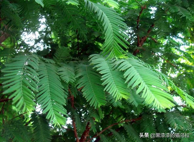 水杉树叶子像什么_水杉的叶子像什么东西