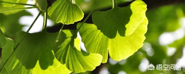 银杏树叶像什么三年级上册_银杏树叶像什么一年级