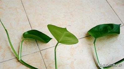 绿萝怎么扦插繁殖_绿萝扦插繁殖方法有哪些