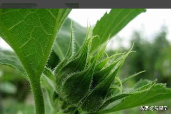 向日葵花期持续多久_向日葵花花期