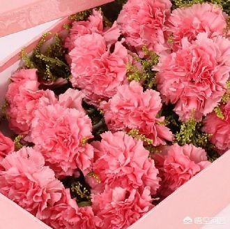 粉色康乃馨送妈妈几朵(粉色康乃馨送妈妈几朵花)
