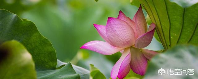 了解荷花的资料_搜索荷花的资料